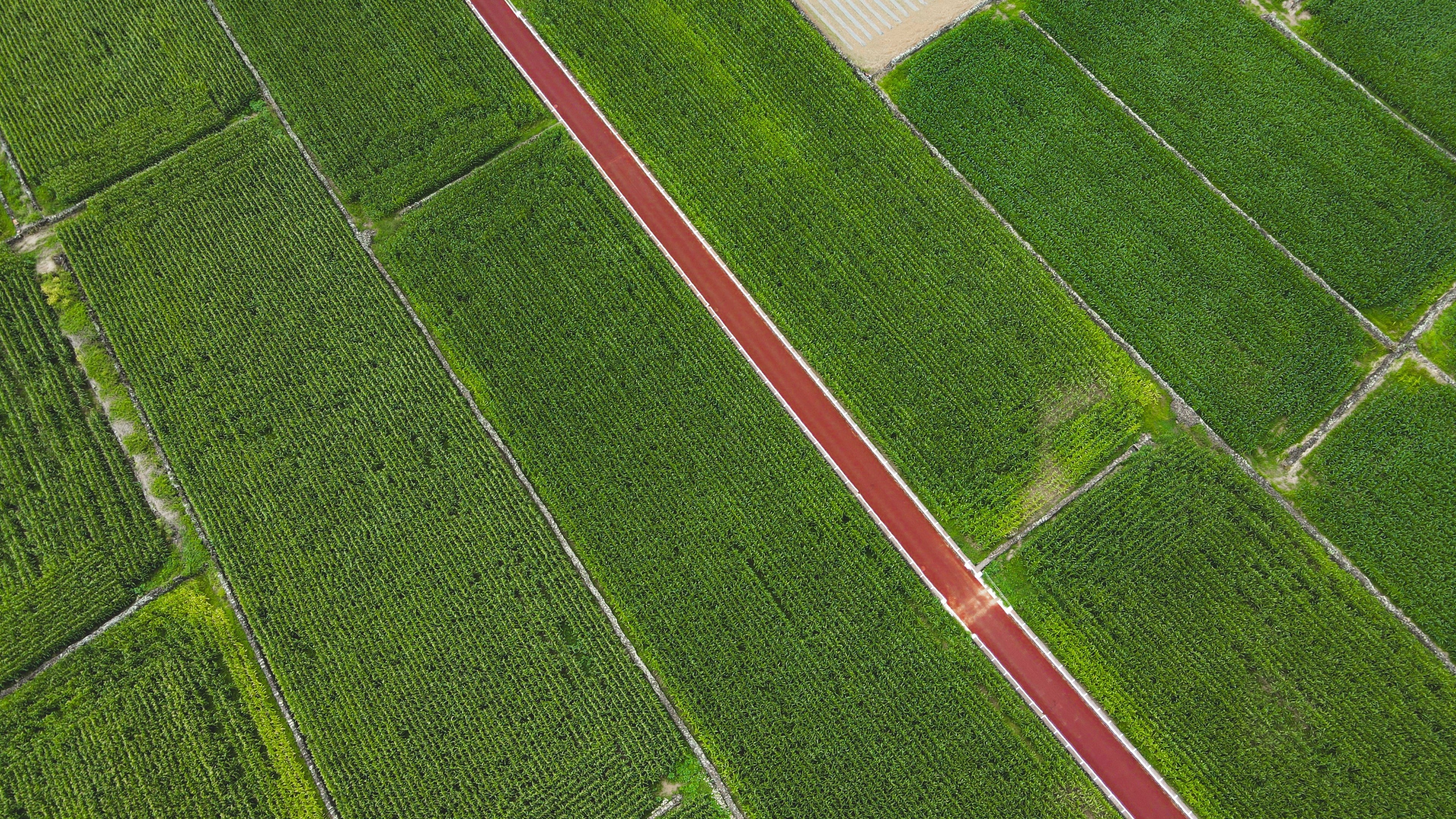 Vista aérea de talhões agrícolas em lavoura verde, cortados na diagonal por uma estrada de terra vermelha, com carreadores separando as divisas.